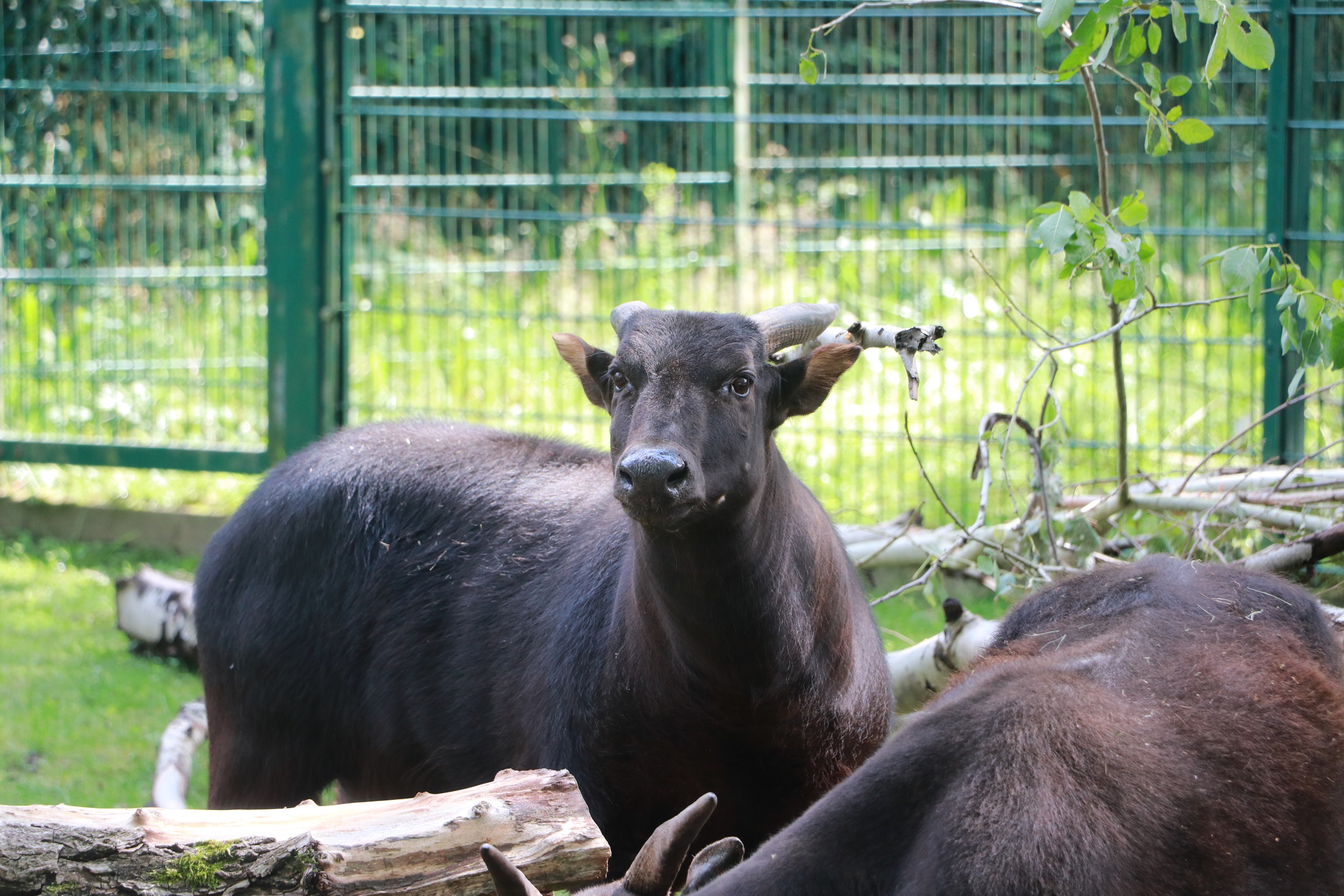Anoa-Rinder im Tierpark Chemnitz