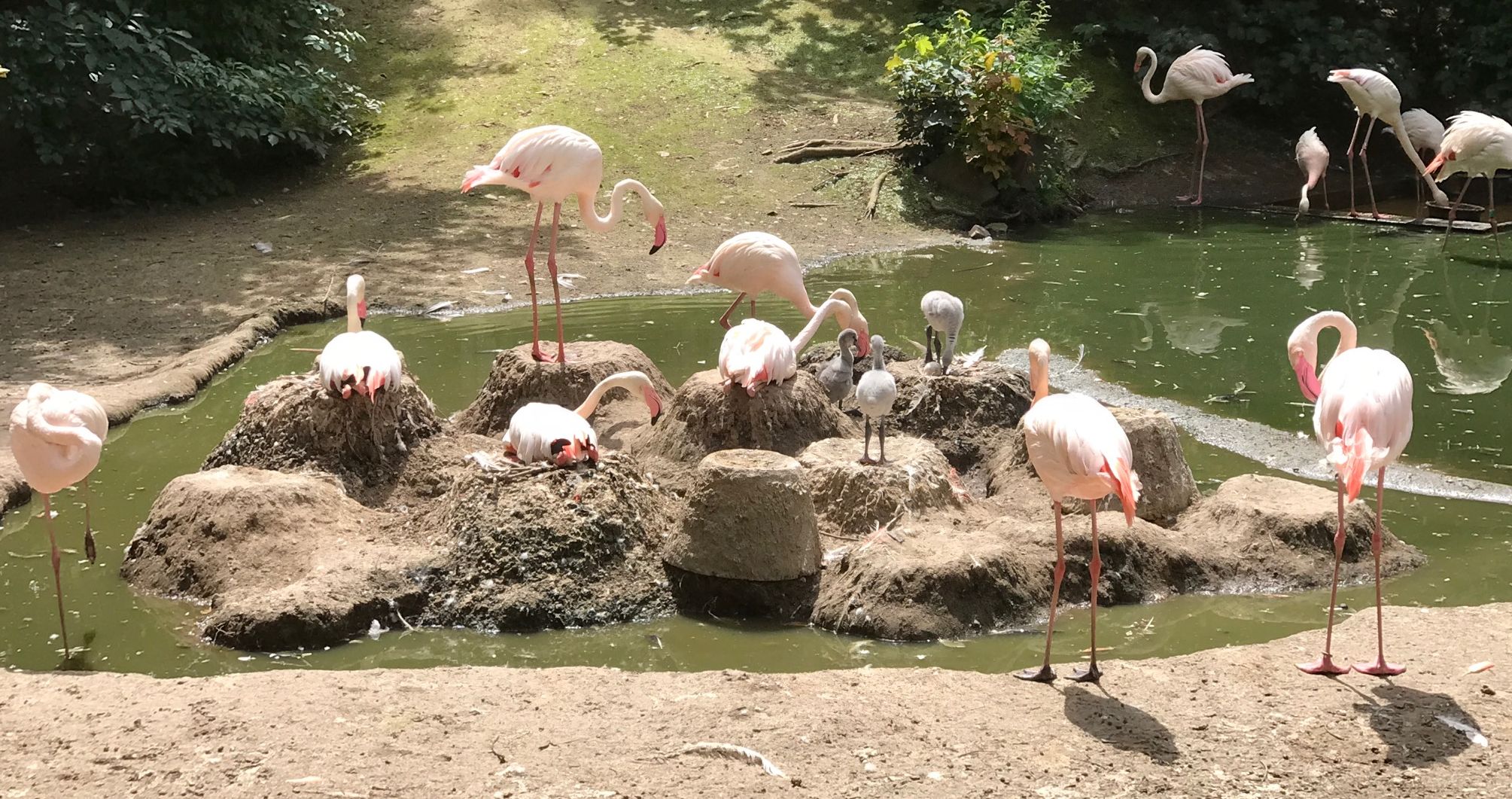 Flamingonachwuchs im Chemnitzer Tierpark.