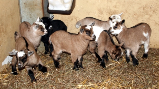 Alle sieben kürzlich geborenen Zwergziegen beisammen / Foto: Tierpark