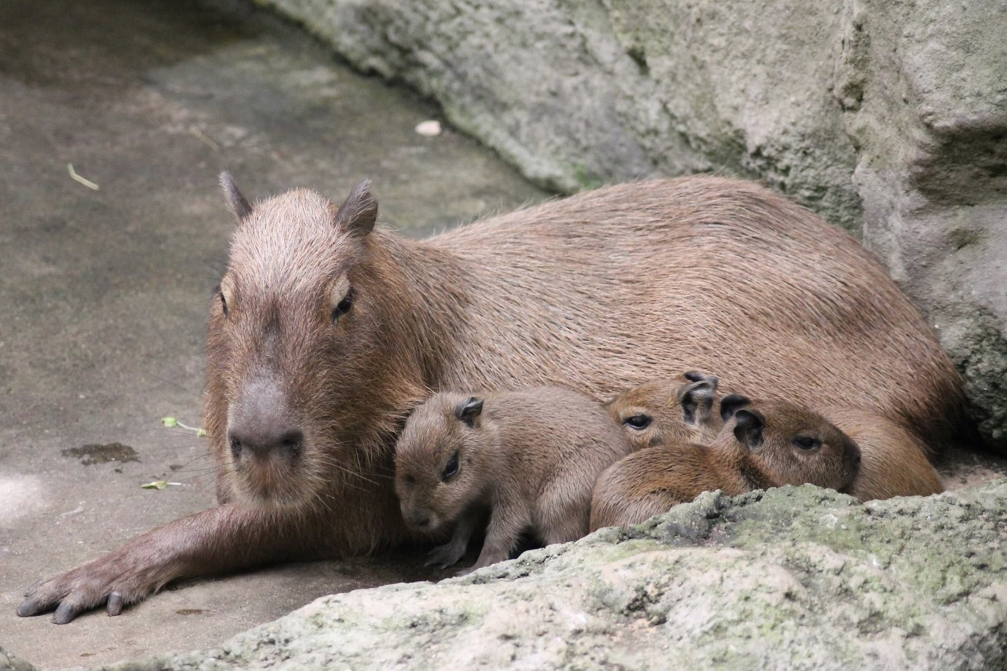 Capybaras im Tierpark Chemnitz