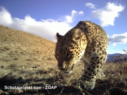 Nordpersicher Leopard In Fotofalle Des Schutzprojektes Von Zootier Des Jahres - Kopie 1