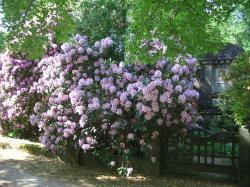 Pd0305 Friedhof Rhododendron