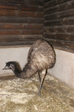 Emu-Neuzugang Heinrich aus dem Zoo Neuwied / Foto: Tim Schikora