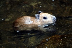 Capybara-Jungtier Foto: Kevin Rüffer/Tierpark Chemnitz