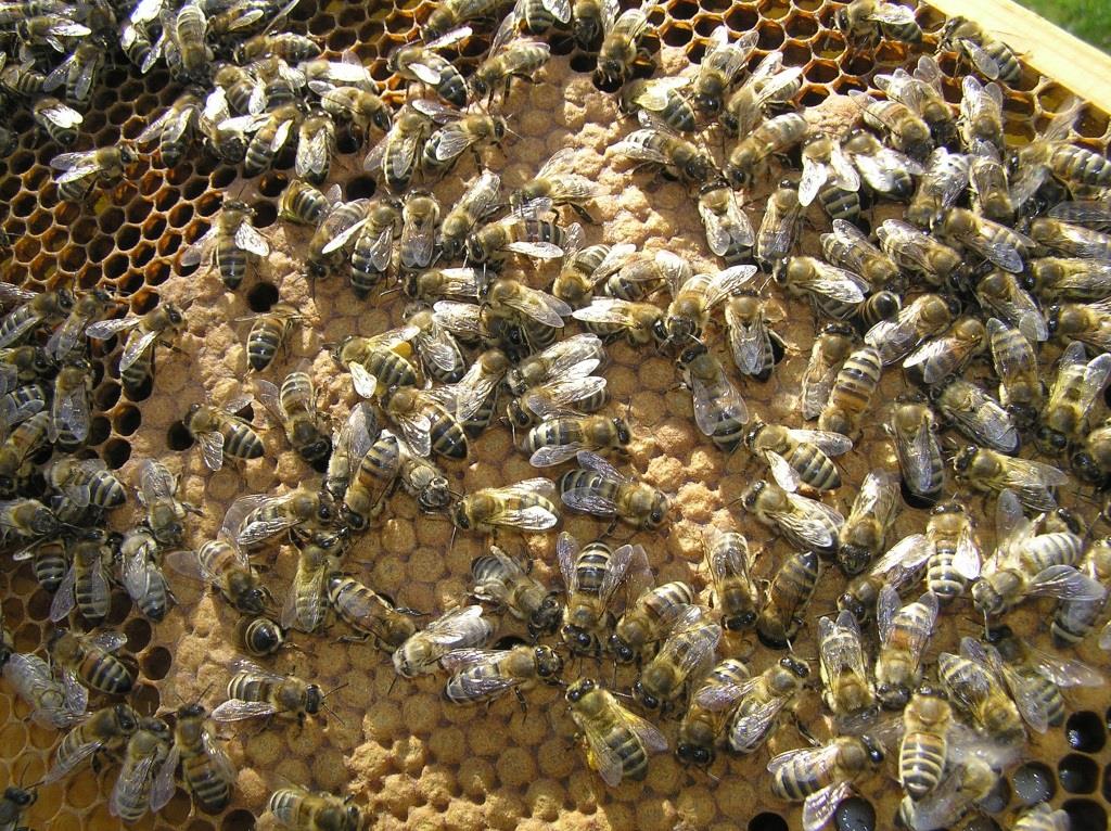Bienen mit Wabe